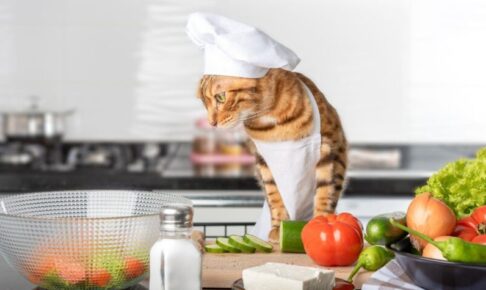 ナチュラルフードとは？キャットフード選びで知っておきたい定義、特徴、注意点