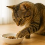 猫がご飯を手でかく仕草の理由とは？本能・環境・ストレスから見る背景と対策
