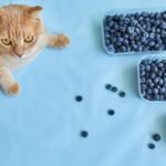 キャットフードに配合される抗酸化成分とは？猫の健康を守る効果と代表的な成分を解説