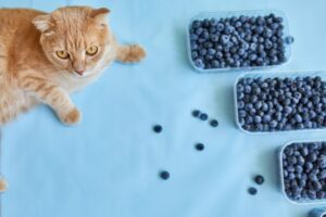 キャットフードに配合される抗酸化成分とは？猫の健康を守る効果と代表的な成分を解説