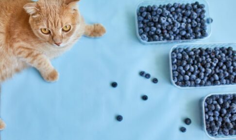 キャットフードに配合される抗酸化成分とは？猫の健康を守る効果と代表的な成分を解説
