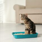 尿路ケアのキャットフード。効果や配合成分は？とくにオス猫は注目