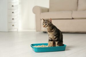 尿路ケアのキャットフード。効果や配合成分は？とくにオス猫は注目
