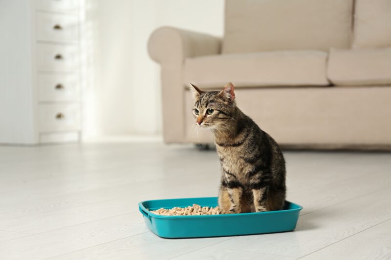 尿路ケアのキャットフード。効果や配合成分は？とくにオス猫は注目