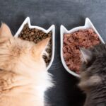 キャットフードのプロバイオティクスとは？腸内環境の改善や免疫力の向上。プレバイオティクスとの違いについても
