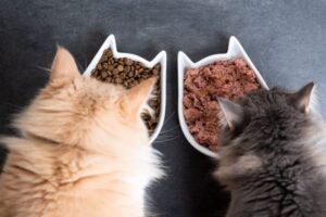 キャットフードのプロバイオティクスとは？腸内環境の改善や免疫力の向上。プレバイオティクスとの違いについても