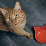 副産物とは。猫に有益なものもある？避けるべきキャットフードと安心できるキャットフードの見分け方