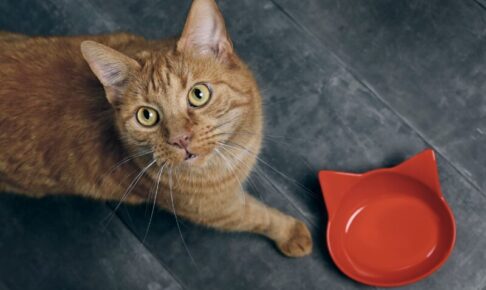 副産物とは。猫に有益なものもある？避けるべきキャットフードと安心できるキャットフードの見分け方