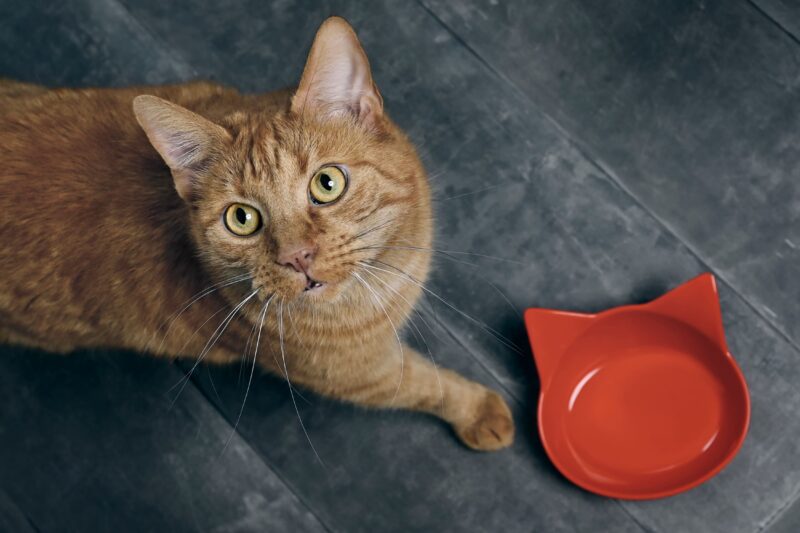 副産物とは。猫に有益なものもある？避けるべきキャットフードと安心できるキャットフードの見分け方