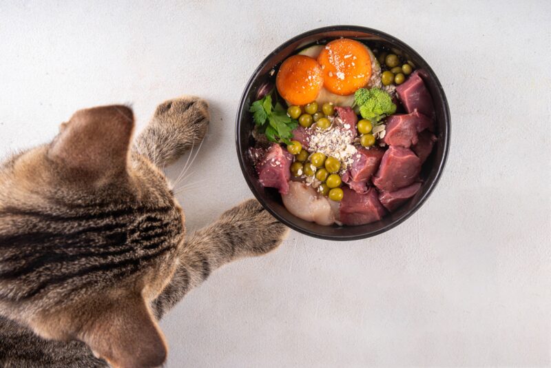 低アレルゲン設計のキャットフードとは？アレルギー予防に役立つ原材料とポイント