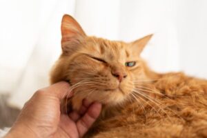 皮膚・被毛ケアのキャットフードとは？配合される成分や栄養素、効果が期待できる猫を解説