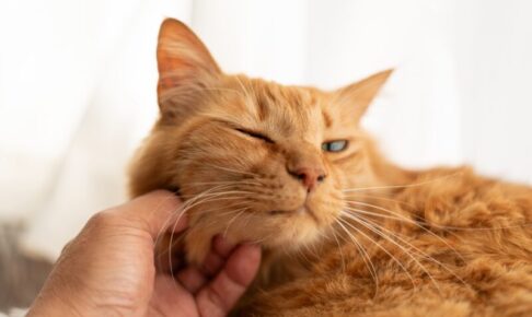 皮膚・被毛ケアのキャットフードとは？配合される成分や栄養素、効果が期待できる猫を解説