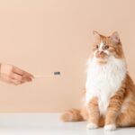 口腔ケアのキャットフード。歯磨き嫌い、口臭が気になる猫に!成分や効果を解説