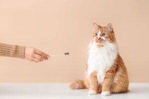 口腔ケアのキャットフード。歯磨き嫌い、口臭が気になる猫に！成分や効果を解説