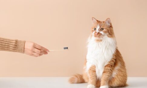 口腔ケアのキャットフード。歯磨き嫌い、口臭が気になる猫に!成分や効果を解説