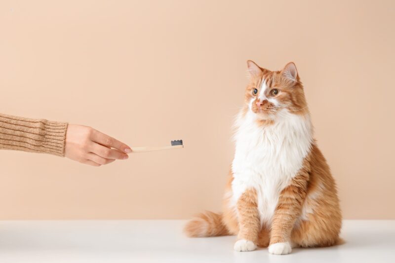 口腔ケアのキャットフード。歯磨き嫌い、口臭が気になる猫に!成分や効果を解説