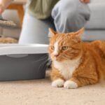猫の膀胱炎。とくにオスは重症化しやすい！原因や症状、予防策について