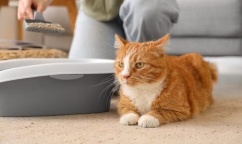 猫の膀胱炎。とくにオスは重症化しやすい！原因や症状、予防策について