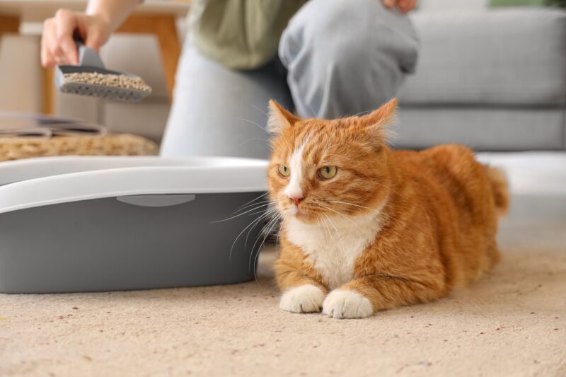 猫の膀胱炎。とくにオスは重症化しやすい！原因や症状、予防策について