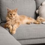大型猫を飼うのは大変？穏やかで賢い“大型種”と快適に暮らすための飼い方や注意点