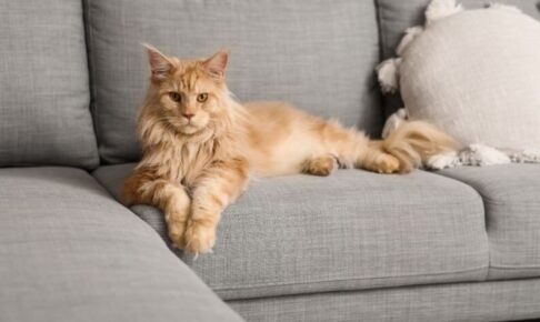 大型猫を飼うのは大変？穏やかで賢い“大型種”と快適に暮らすための飼い方や注意点
