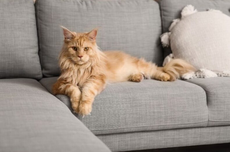 大型猫を飼うのは大変？穏やかで賢い“大型種”と快適に暮らすための飼い方や注意点