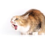 猫の胃腸炎。放っておくと重症化することも…原因と予防を解説