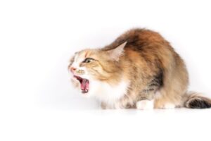 猫の胃腸炎。放っておくと重症化することも…原因と予防を解説