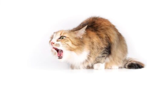 猫の胃腸炎。放っておくと重症化することも…原因と予防を解説