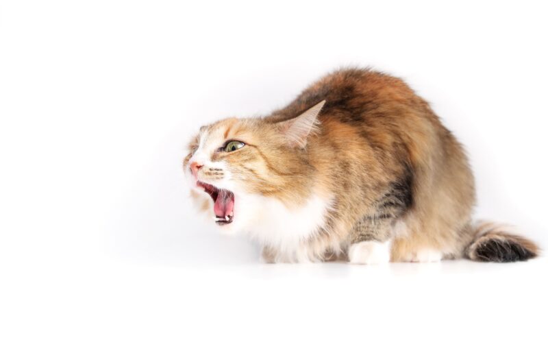 猫の胃腸炎。放っておくと重症化することも…原因と予防を解説