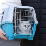 猫と電車に乗る前に知っておきたいこと。安心して移動するための乗り方と注意点