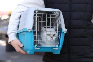 猫と電車に乗る前に知っておきたいこと。安心して移動するための乗り方と注意点