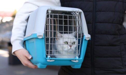 猫と電車に乗る前に知っておきたいこと。安心して移動するための乗り方と注意点