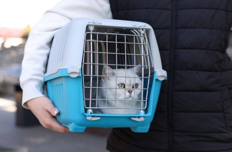 猫と電車に乗る前に知っておきたいこと。安心して移動するための乗り方と注意点