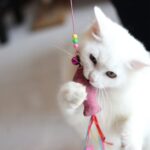 免疫サポートのキャットフードとは。成分・特徴・どんな猫におすすめ？