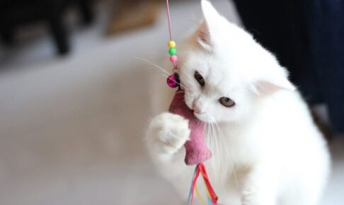 免疫サポートのキャットフードとは。成分・特徴・どんな猫におすすめ?