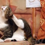 猫の代表的な寄生虫症6つ。室内だから安全とは限らない!特徴や対策を解説