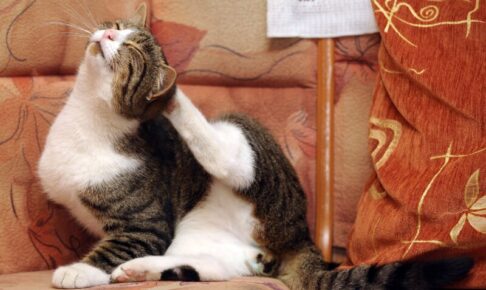 猫の代表的な寄生虫症6つ。室内だから安全とは限らない!特徴や対策を解説