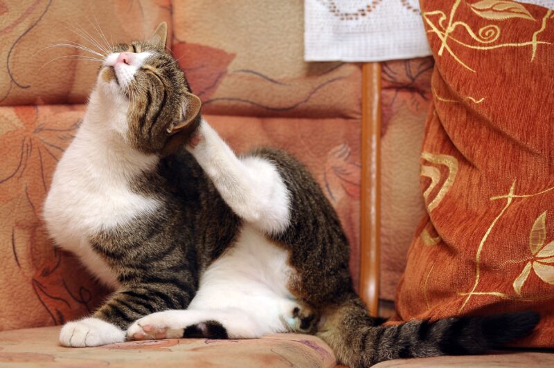 猫の代表的な寄生虫症6つ。室内だから安全とは限らない！特徴や対策を解説