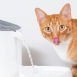 猫の水分不足を確かめる方法は?毎日の“さりげない変化”から脱水を見抜くポイント