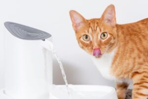 猫の水分不足を確かめる方法は？毎日の“さりげない変化”から脱水を見抜くポイント