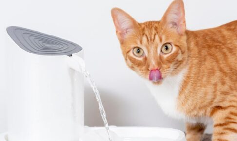 猫の水分不足を確かめる方法は？毎日の“さりげない変化”から脱水を見抜くポイント