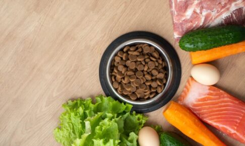 猫が食物アレルギーを起こしやすい食べ物は?食材と対策を解説