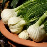 キャットフードのフェンネル。血流促進や抗炎症作用、胃腸のサポート。精油やアロマは注意