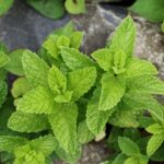 キャットフードのスペアミント。口臭や消化不良の改善、抗ウイルス作用。精油は中毒症状の危険性