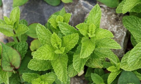 キャットフードのスペアミント。口臭や消化不良の改善、抗ウイルス作用。精油は中毒症状の危険性