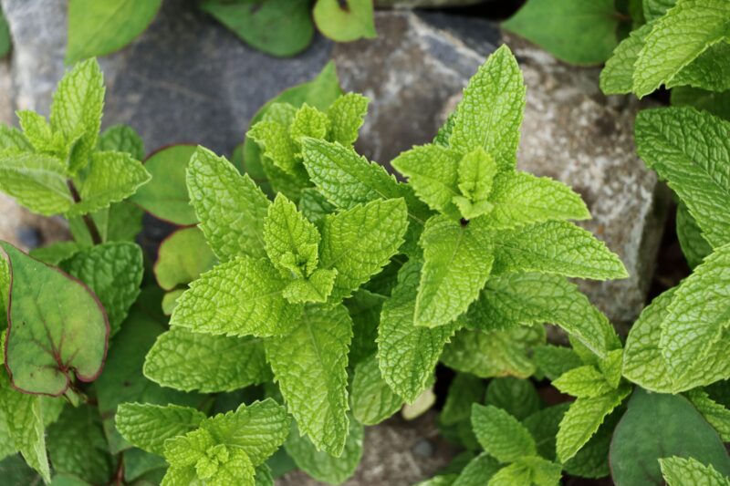 キャットフードのスペアミント。口臭や消化不良の改善、抗ウイルス作用。精油は中毒症状の危険性