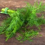 キャットフードのディル。抗菌作用や口臭予防、胃粘膜を守る。中毒成分リモネンの危険性は?