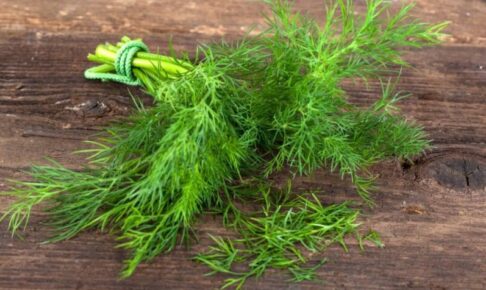 キャットフードのディル。抗菌作用や口臭予防、胃粘膜を守る。中毒成分リモネンの危険性は？