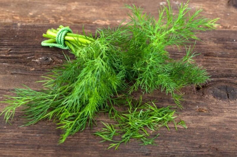 キャットフードのディル。抗菌作用や口臭予防、胃粘膜を守る。中毒成分リモネンの危険性は？